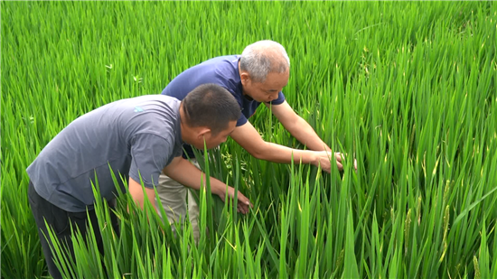 半岛·综合体育(中国)官方网站桐庐水稻综合防治已开始 抓住最佳防治时间是关键(图1)