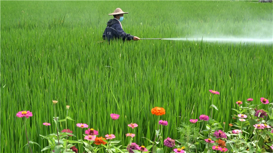 半岛·综合体育(中国)官方网站桐庐水稻综合防治已开始 抓住最佳防治时间是关键(图2)