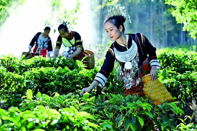 半岛·综合体育(中国)官方网站五指山下绿色新画卷徐徐展开(图1)